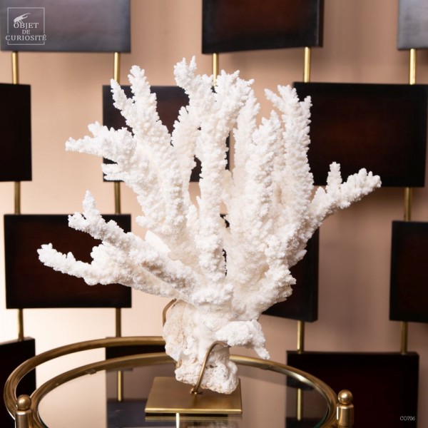 Branch coral -ACROPORA FLORIDA-