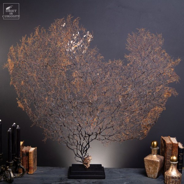Giant black sea fan on oak base