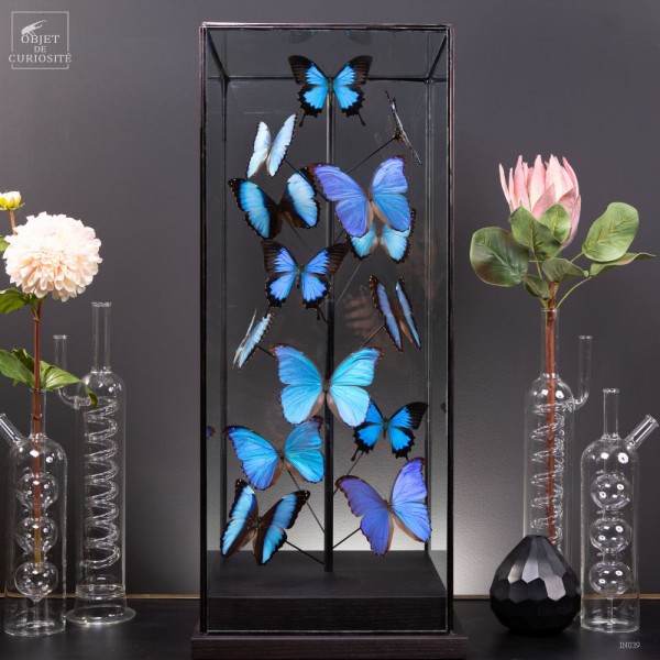 Papillons bleus morphos (14) sous... Papillons bleus morphos (14) sous...