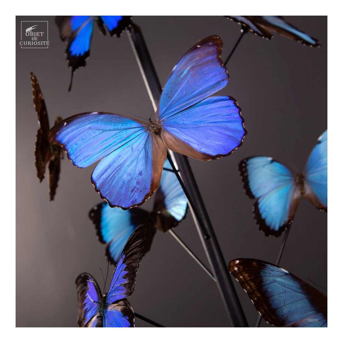 Papillons bleus morphos (14) sous... Papillons bleus morphos (14) sous...