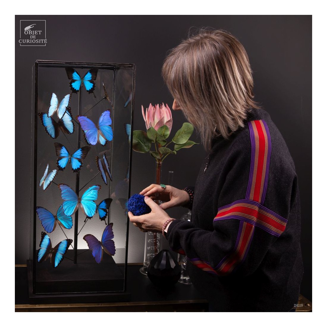 Papillons bleus morphos (14) sous... Papillons bleus morphos (14) sous...