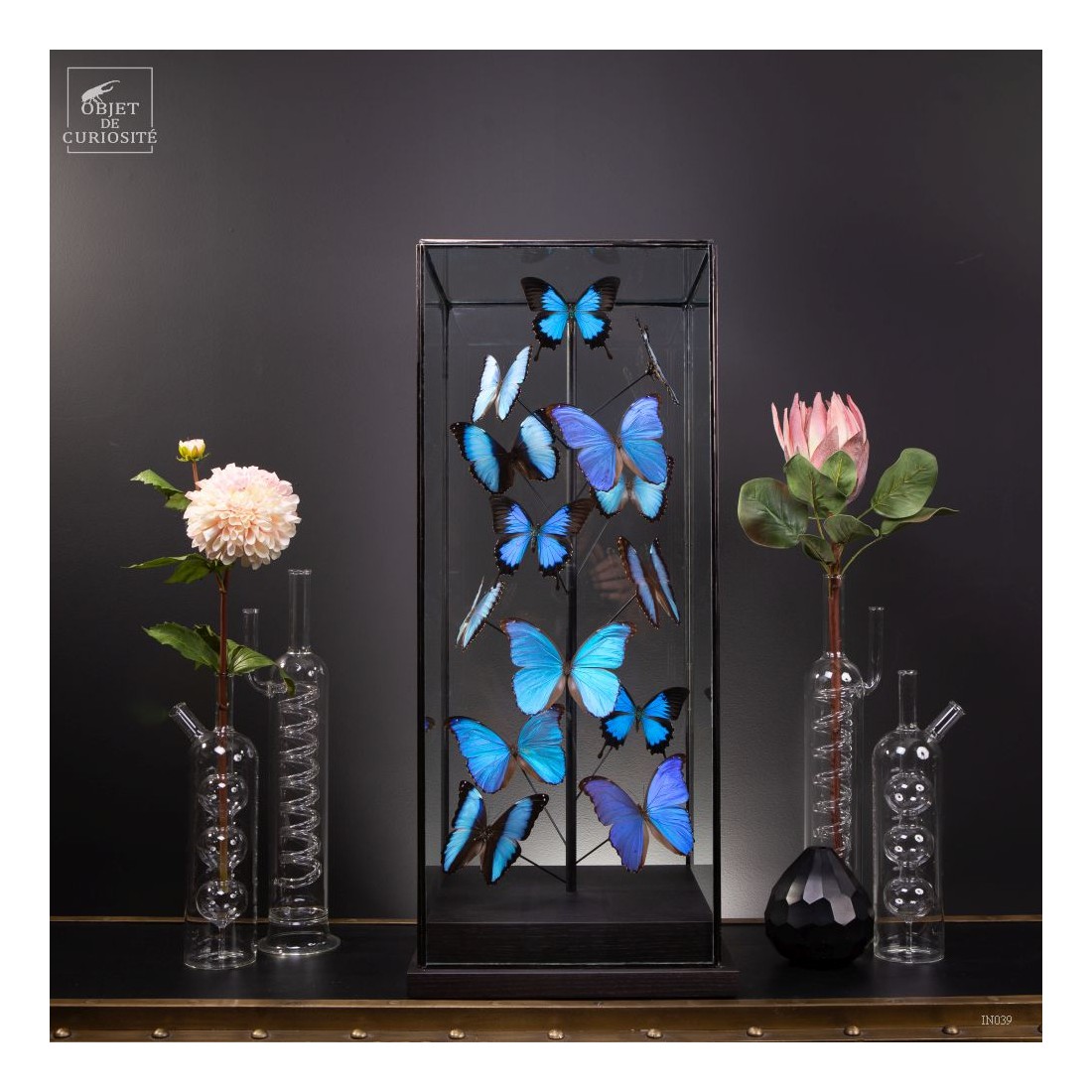 Papillons bleus morphos (14) sous... Papillons bleus morphos (14) sous...