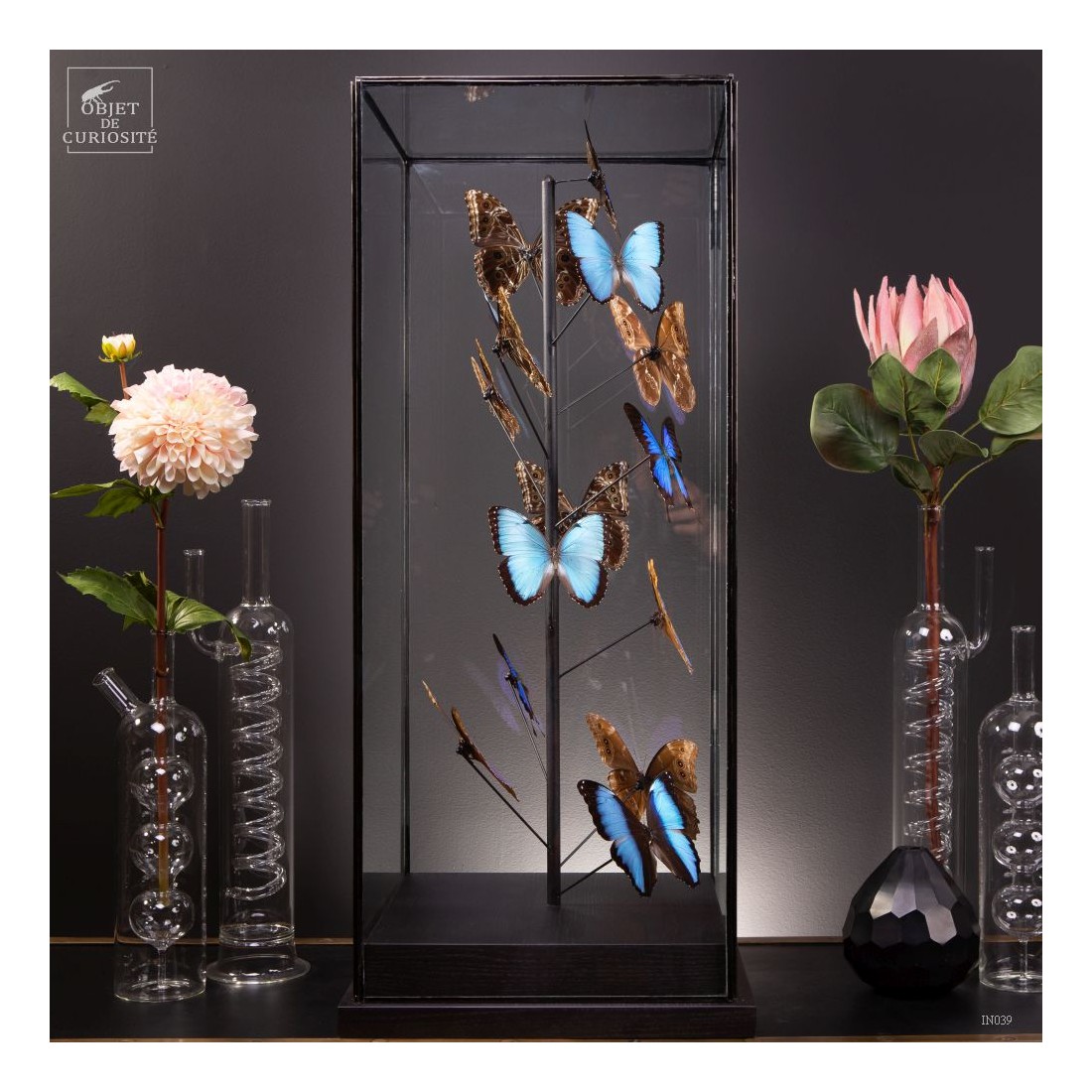 Papillons bleus morphos (14) sous... Papillons bleus morphos (14) sous...