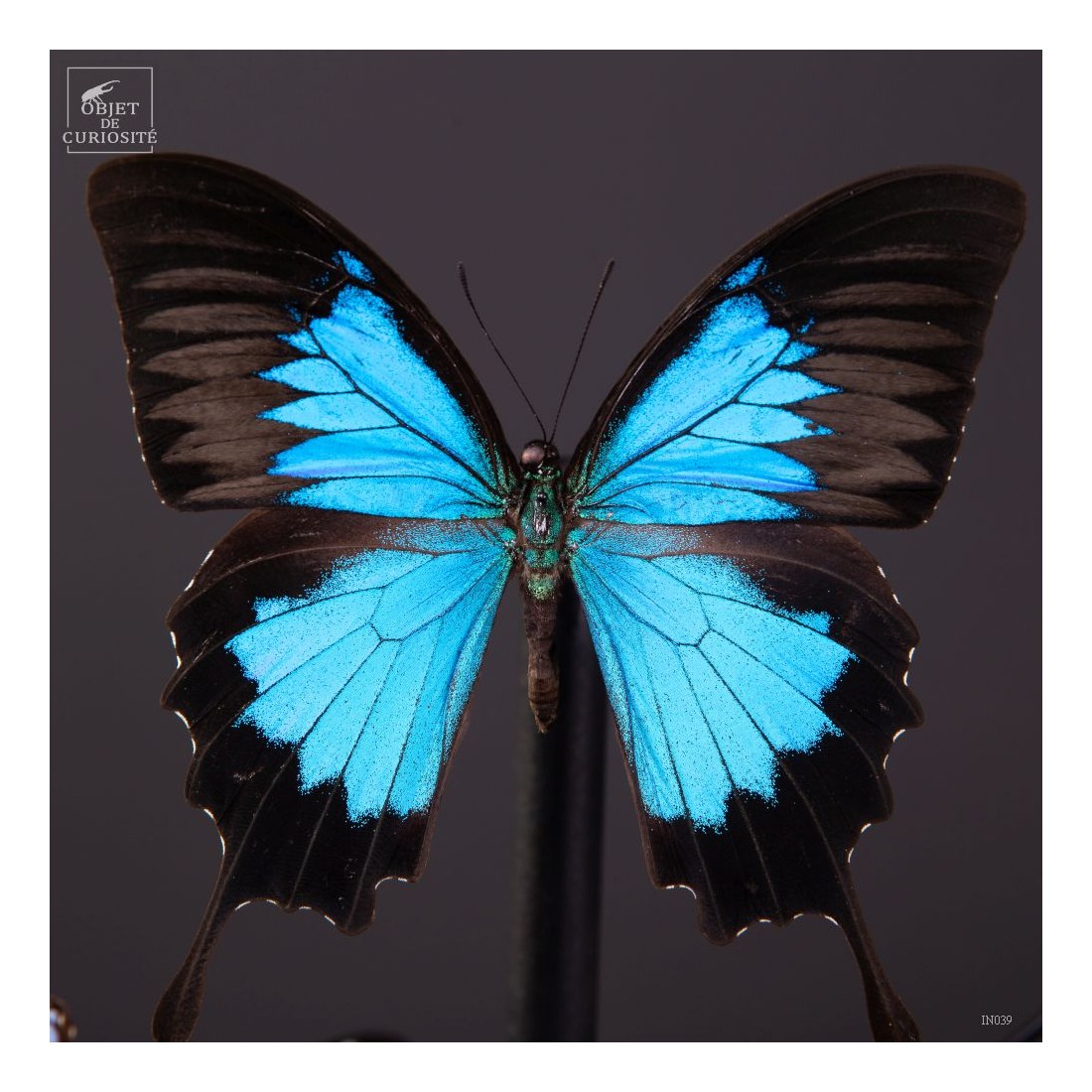 Papillons bleus morphos (14) sous... Papillons bleus morphos (14) sous...