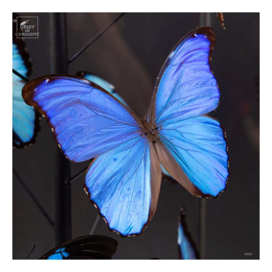 Papillons bleus morphos (14) sous... Papillons bleus morphos (14) sous...