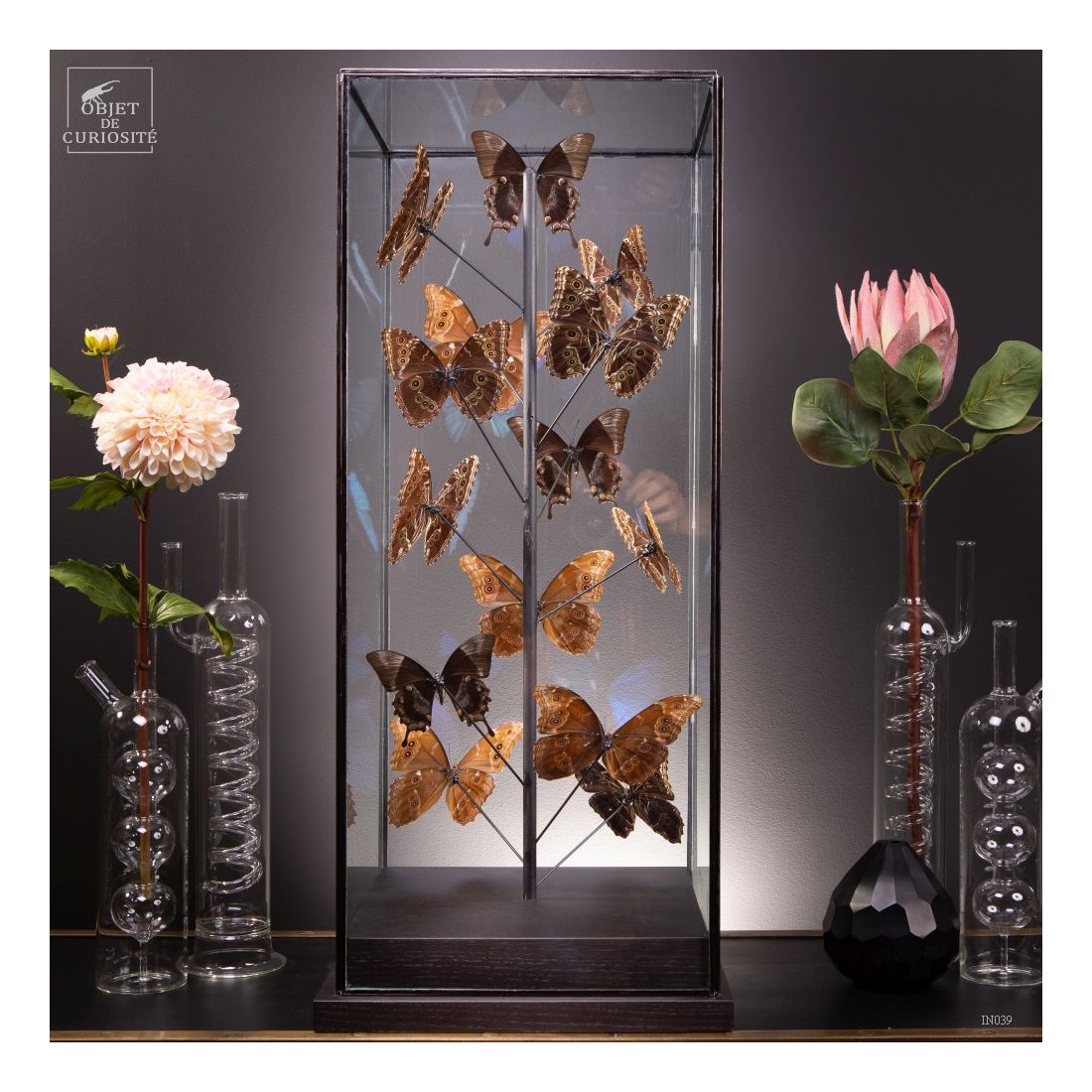 Papillons bleus morphos (14) sous... Papillons bleus morphos (14) sous...