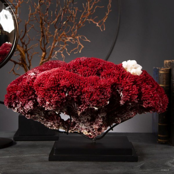 Corail rouge -TUBIPORA MUSICA- sur... Corail rouge -TUBIPORA MUSICA- sur...