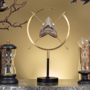 Megalodon tooth in a circle