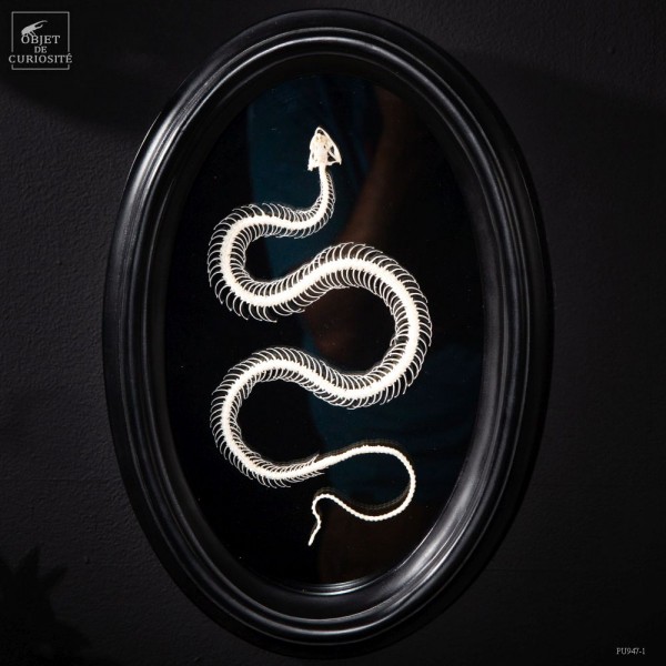 Tableau de squelette de couleuvre...