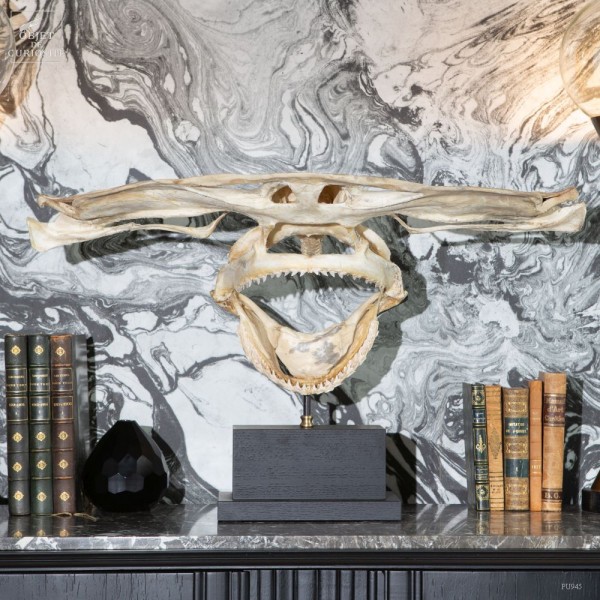 crâne de requin marteau sur bois  noir