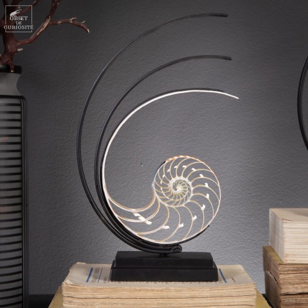 Nautile tranché sur socle noir