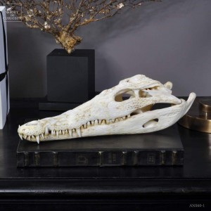 37-39cm Crocodylus niloticus skull