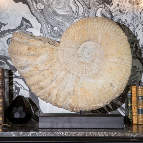 Grande ammonite du Crétacée sur socle...