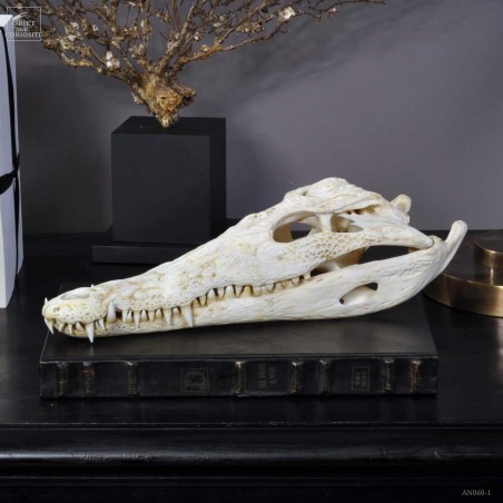 Crane de crocodile du Nil  37-39cm