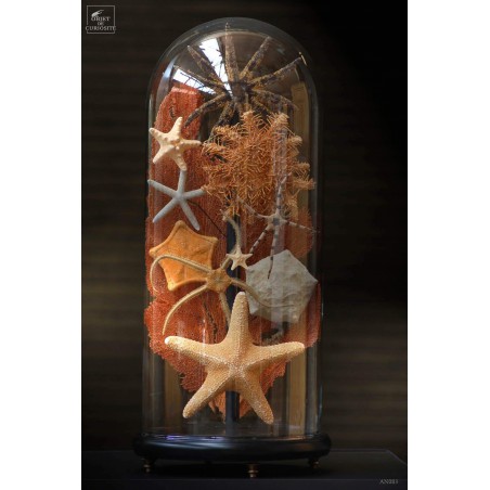 Sea stars in family under glass