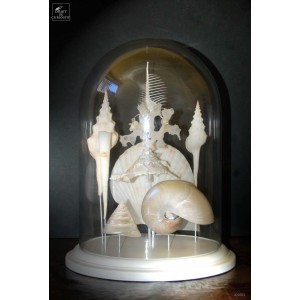 Coquillages de mariée sous globe,8 espèces blanche