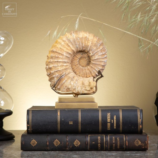 Ammonite (Maroc) sur laiton
