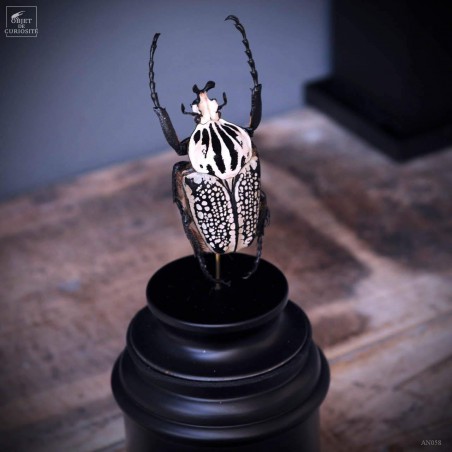 Goliathus under mini glass dome