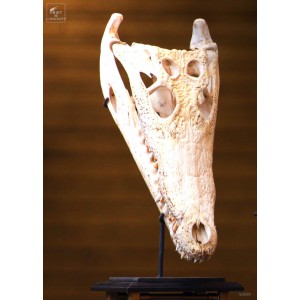 Crocodile skull 39cm on iron stand