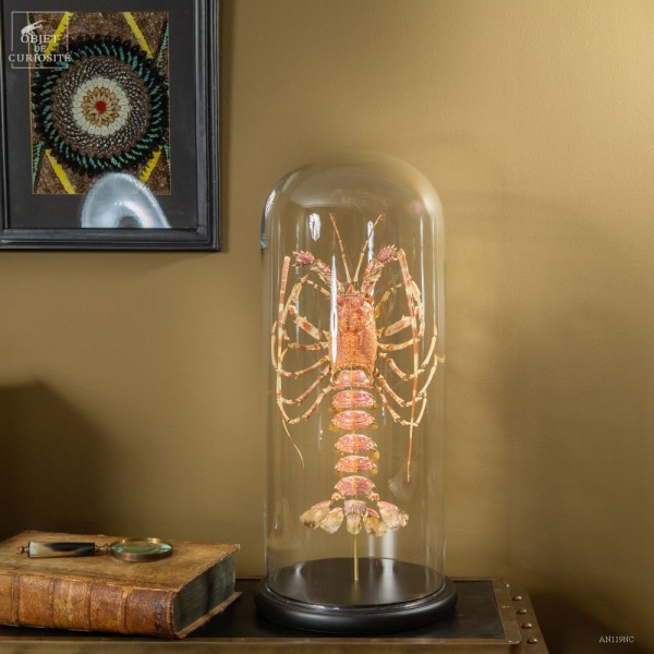 Red spiny lobster