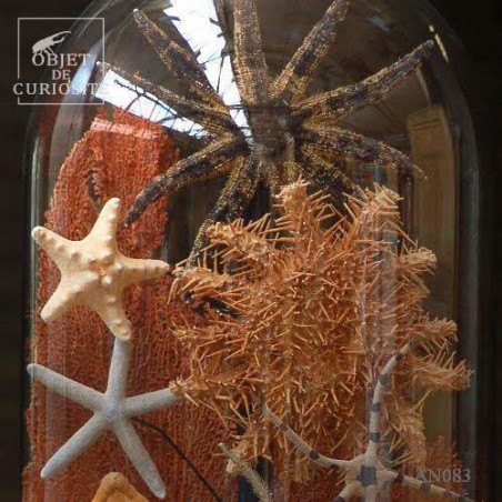 Sea stars in family under glass