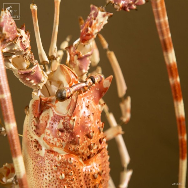 Qattiq itga oxshagan kaltak (foto) Masturbator va onanizm ayolning porno video