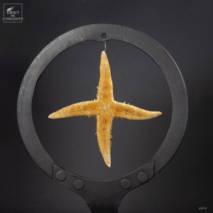 4 arms starfish in metal... 2