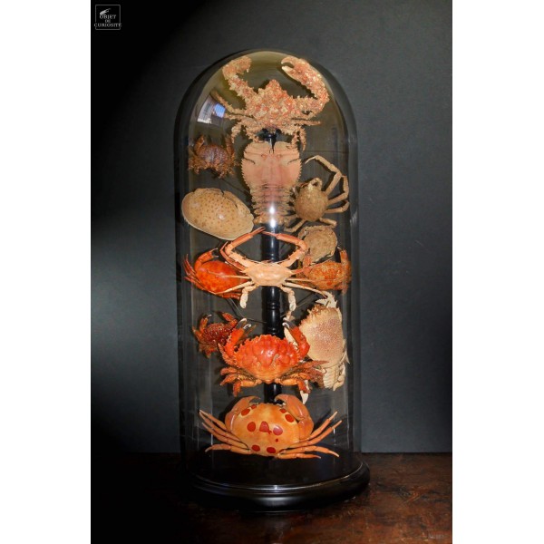 Crabes en famille (13 espèces) sous globe TGM