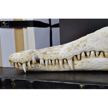 Crane de crocodile du Nil  37-39cm