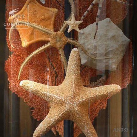 Sea stars in family under glass