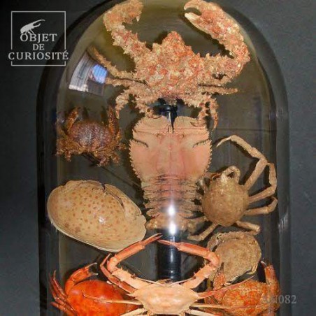 Crabes en famille (13 espèces) sous globe TGM