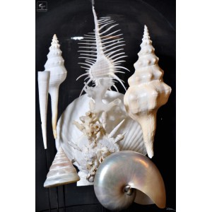 Coquillages de mariée sous globe,8 espèces blanche 2