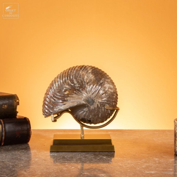 Ammonite nautile (Madagascar) 1.4kg,...