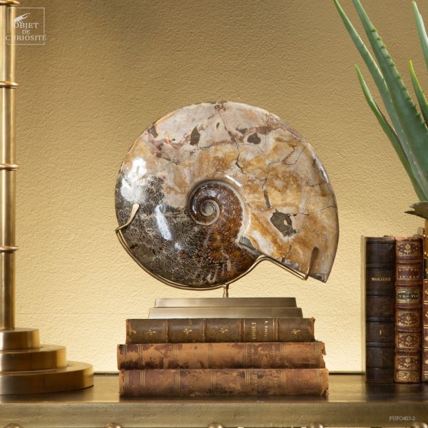 Ammonite (Madagascar) de 2.8kg, sur...
