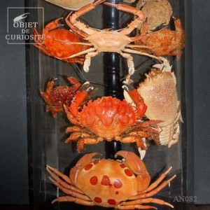 Family of 13crabs under glass 2