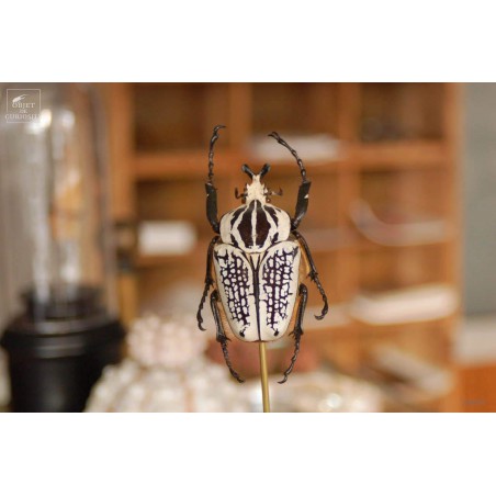 Goliathus under mini glass dome