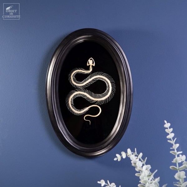 Tableau de squelette de couleuvre...