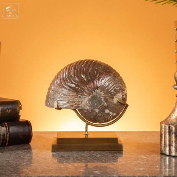 Ammonite nautile (Madagascar) 2.4kg,...