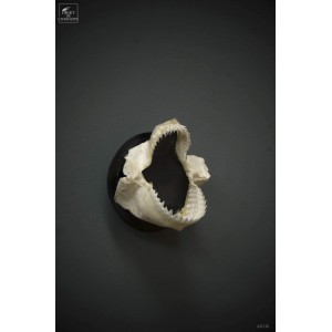 Dalatias Licha shark jaws, wall mount.