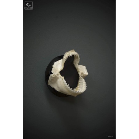 Dalatias Licha shark jaws, wall mount.