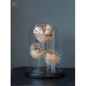 globefish under glass