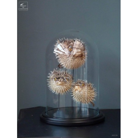 globefish under glass