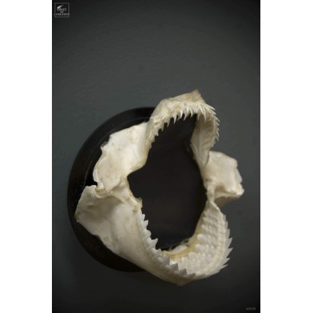 Dalatias Licha shark jaws, wall mount.