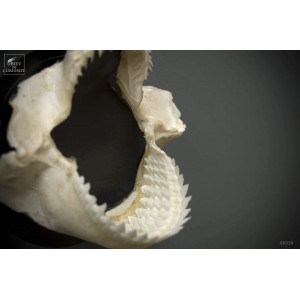 Dalatias Licha shark jaws, wall mount. 2