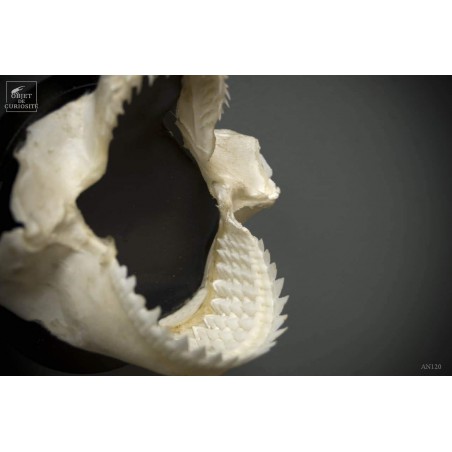 Dalatias Licha shark jaws, wall mount.