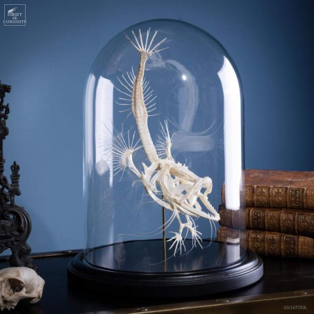 Squelette de baudroie sous globe PM