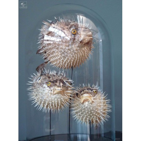 globefish under glass