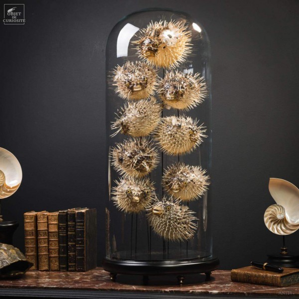 9 globefish in family under glass