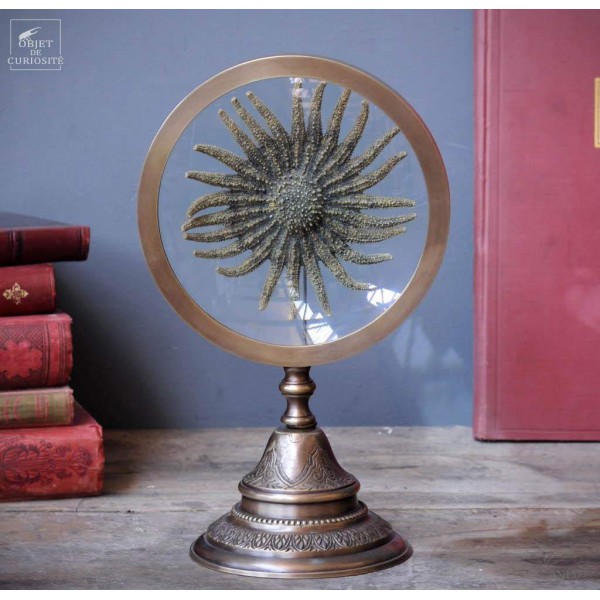 Sunflower starfish behind magnifier