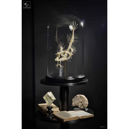 Angler fish skeleton under glass Angler fish skeleton under glass